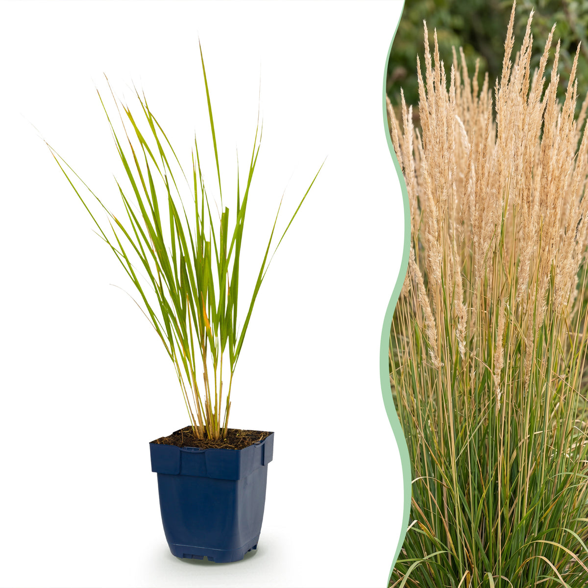 Garten-Reitgras 'Karl Foerster' – Calamagrostis – Topf Ø11cm