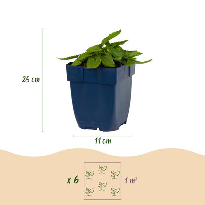 Heil-Ziest 'Alba' – Stachys officinalis – Weiß – Topf Ø11cm – Ansicht 3