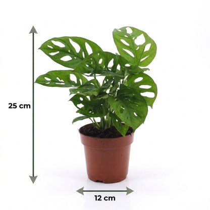 Monstera Adansonii – Topf Ø12cm – Ansicht 5