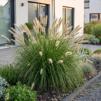 Lampenputzergras 'Hameln' – Pennisetum alopecuroides – Topf Ø11cm – Ansicht 6