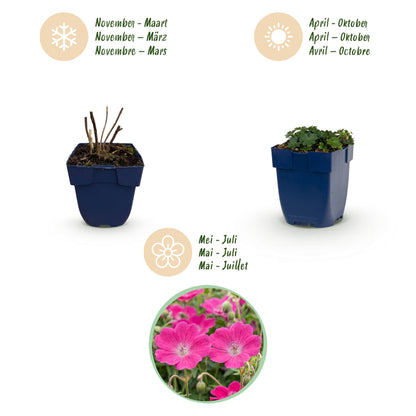 Storchschnabel 'Max Frei' – Rosa – Topf Ø11cm – Ansicht 4