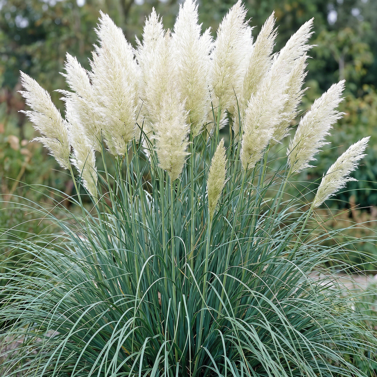 Zwerg-Pampasgras 'Cortaderia Pumila' – Grau – Topf Ø11cm – Ansicht 5