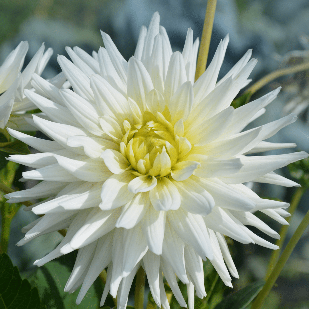 Dahlien-Mix 'Romantic Beauties' – Playa Blanca & Heatwave, 24 Knollen – Ansicht 5