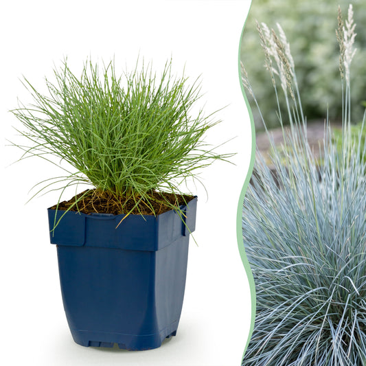 Blauschwingel 'Festuca glauca' – Blau – Topf Ø11cm