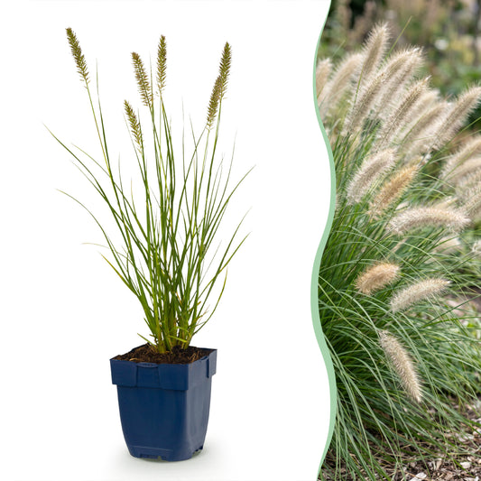 Lampenputzergras 'Hameln' – Pennisetum alopecuroides – Topf Ø11cm