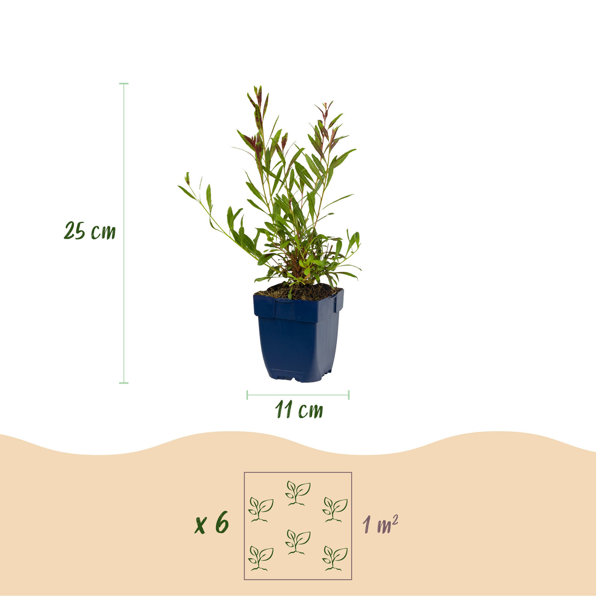 Prachtkerze 'Gaura Duo' – Rosa-Weiß – Topf Ø11cm – Ansicht 3