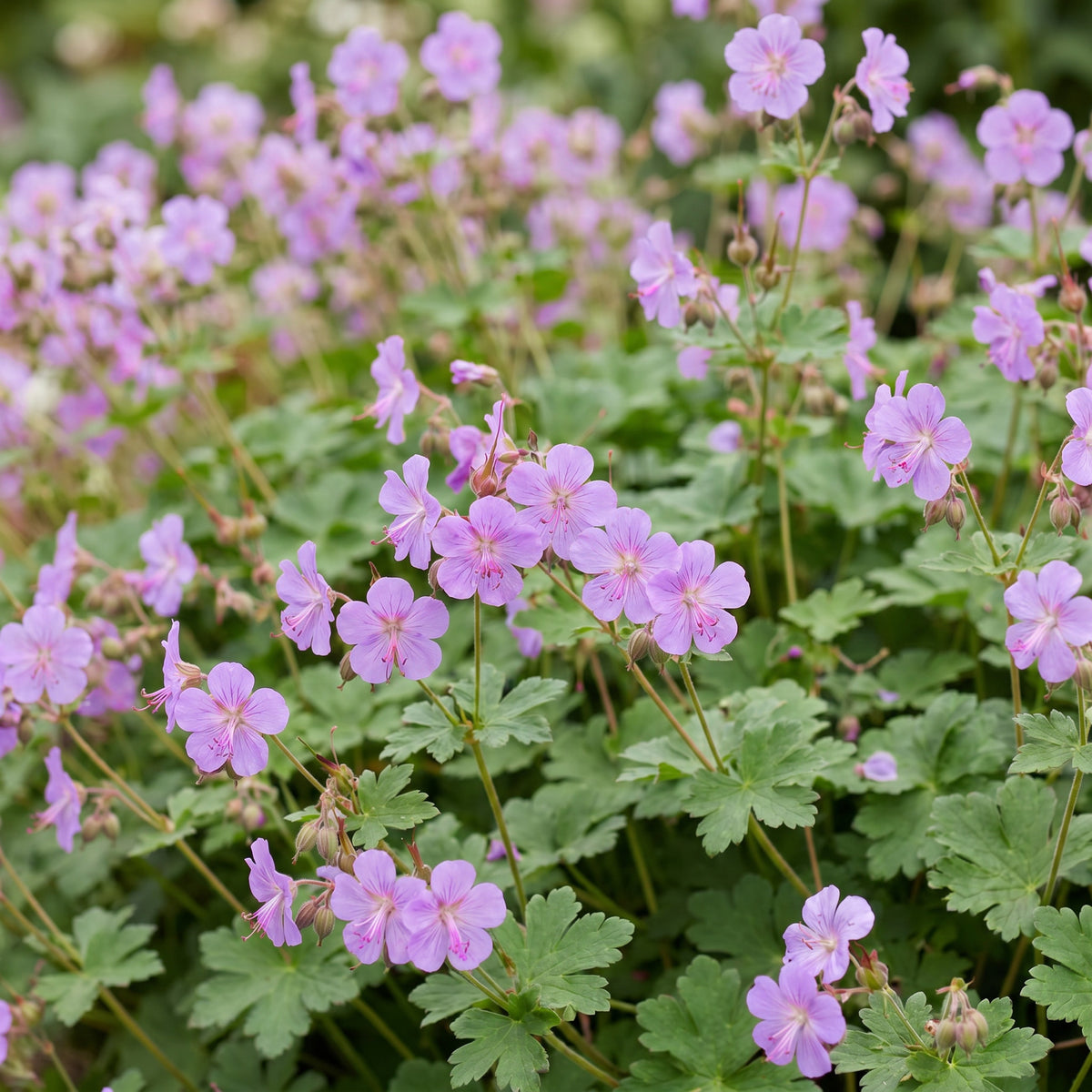 Storchschnabel 'Cambridge' – Geranium – Hellrosa – Topf Ø11cm – Ansicht 5