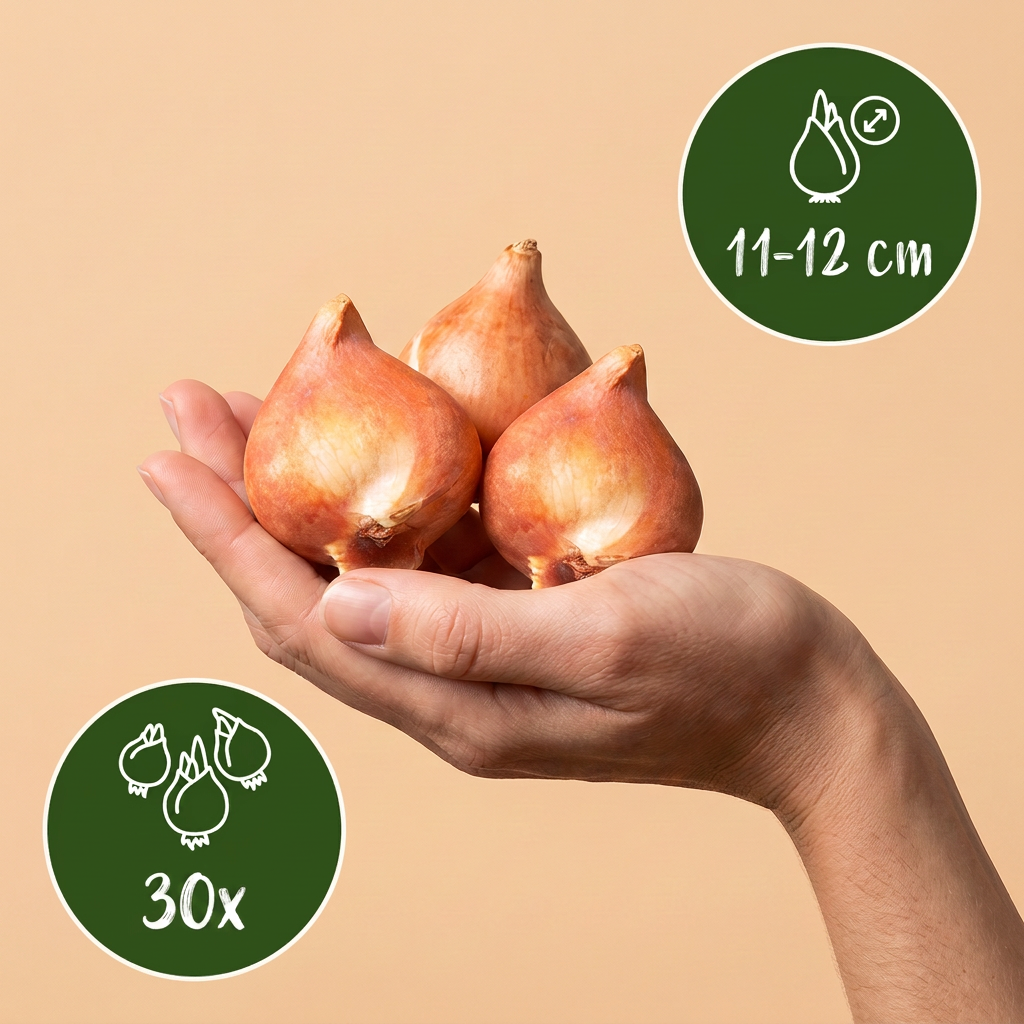 Tulpe 'My Favourite Topping' – Ansicht 3