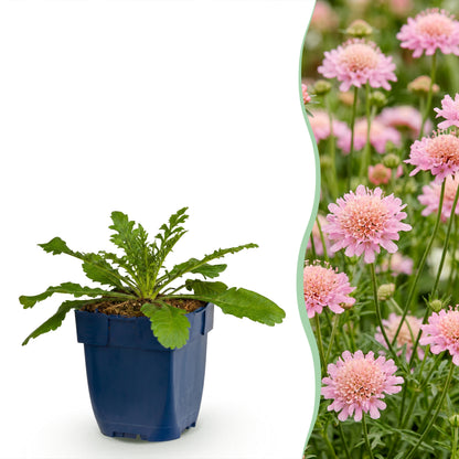 Tauben-Skabiose 'Pink Mist' – Scabiosa columbaria – Rosa – Topf Ø11cm