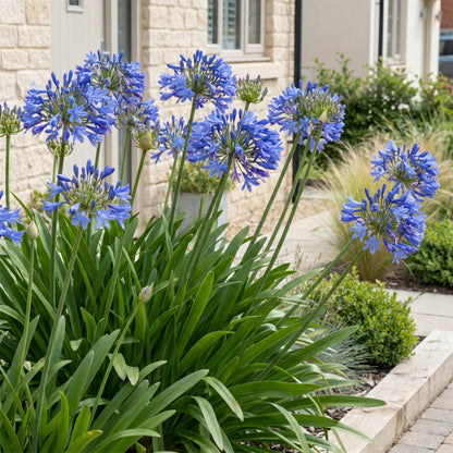 Schmucklilie 'Agapanthus africanus' – Blau – Topf Ø11cm – Ansicht 6