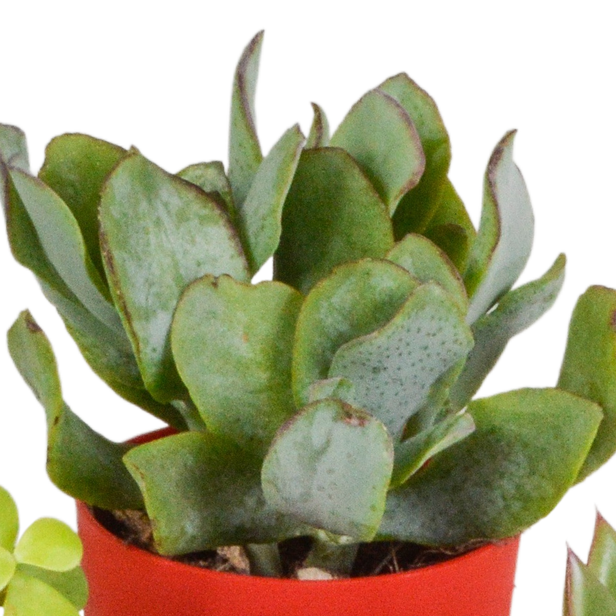 Sukkulenten-Mix 5 Pflanzen – Kunststofftopf Ø5,5cm – Ansicht 5