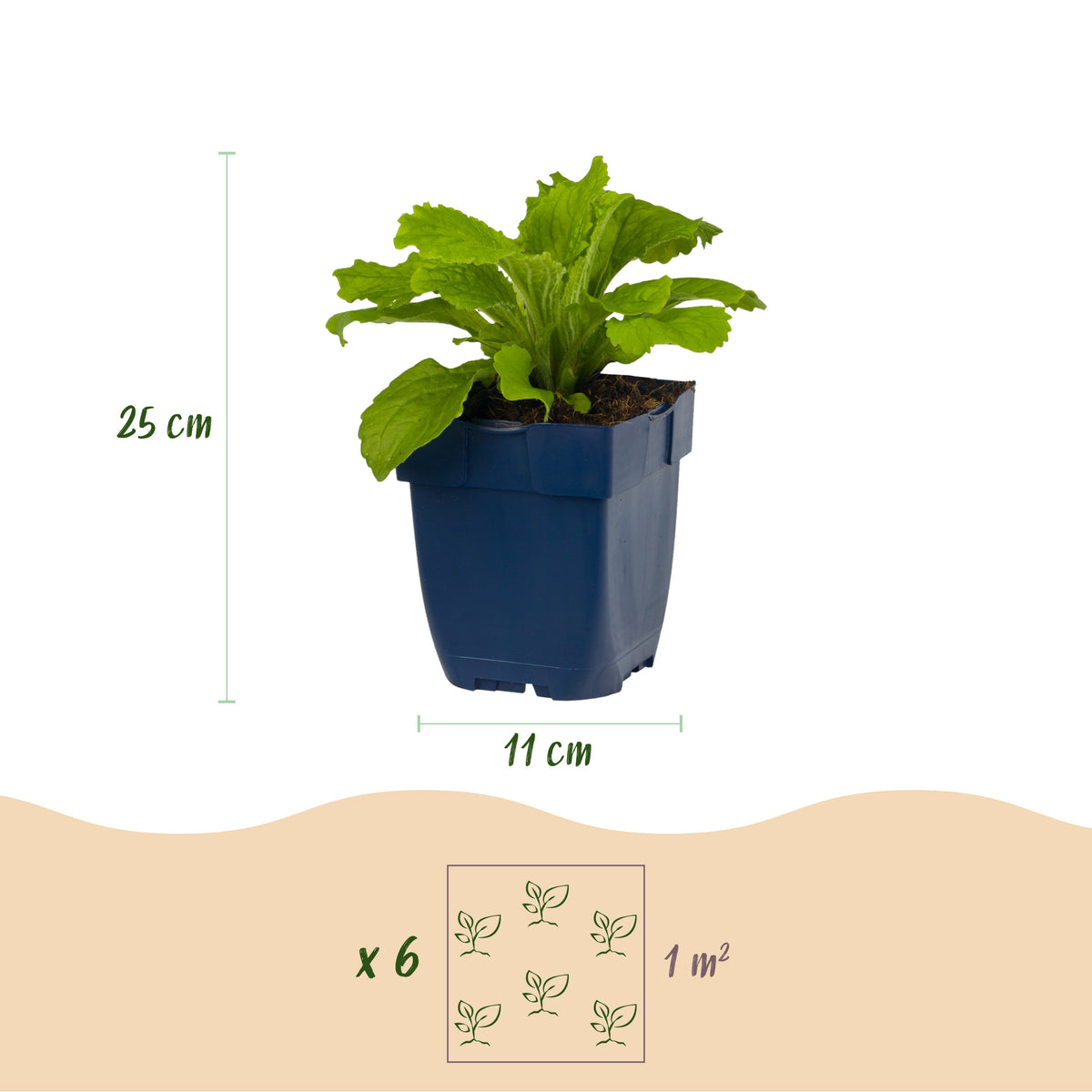 Fingerhut 'Dalmatian Purple' – Digitalis purpurea – Lila – Topf Ø11cm – Ansicht 3