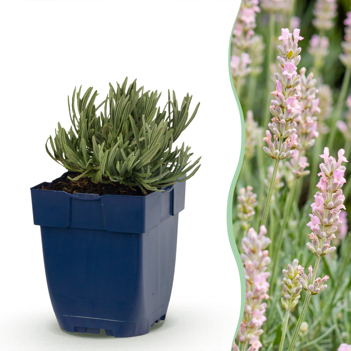 Lavendel 'Rosea' – Rosa – Topf Ø11cm