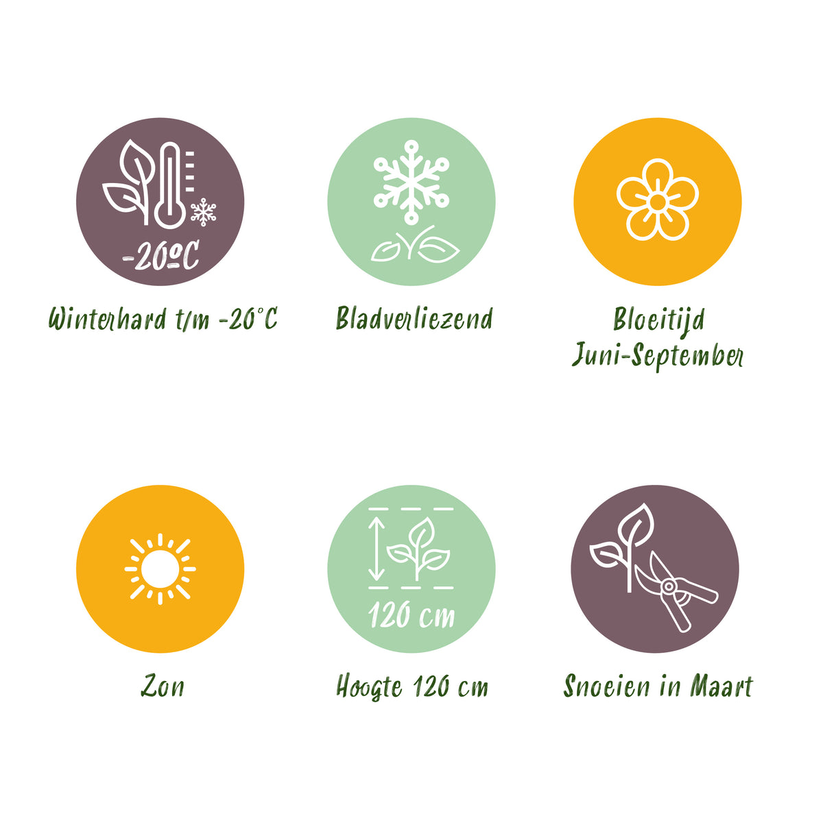 Pfeifengras 'Karl Foerster' – Molinia arundinacea – Topf Ø11cm – Ansicht 8