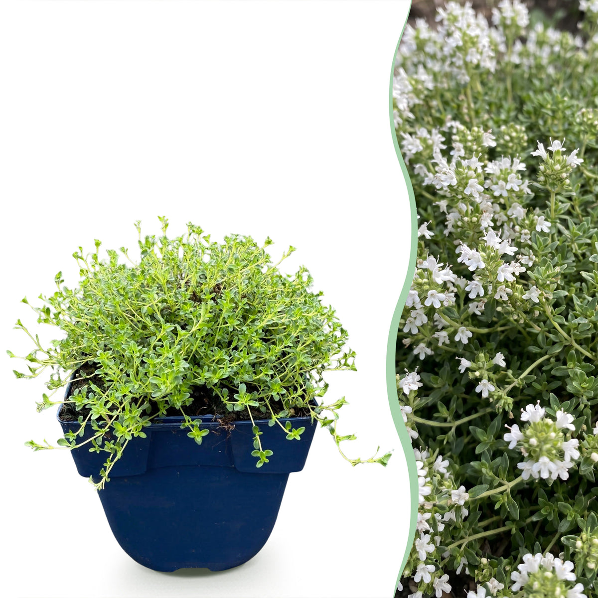 Kriech-Thymian 'Albiflorus' – Weiß – Topf Ø11cm