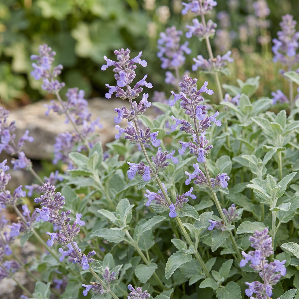 Katzenminze 'Nepeta faassenii' – Lila – Topf Ø11cm – Ansicht 5