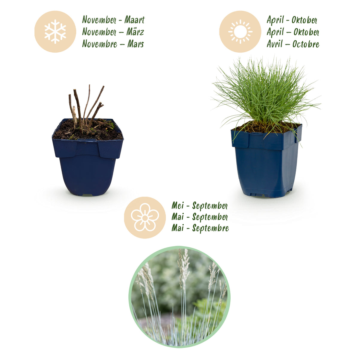 Blauschwingel 'Festuca glauca' – Blau – Topf Ø11cm – Ansicht 4