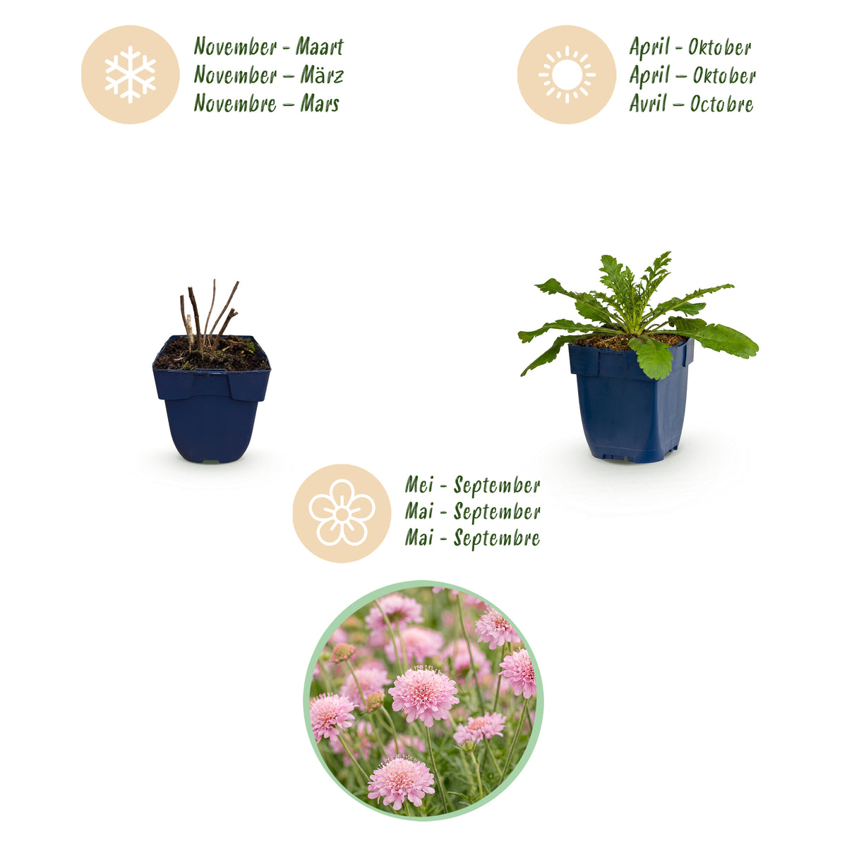 Tauben-Skabiose 'Pink Mist' – Scabiosa columbaria – Rosa – Topf Ø11cm – Ansicht 4