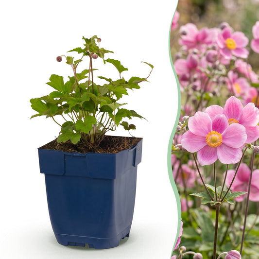 Herbst-Anemone 'Splendens' – Dunkelrosa – Topf Ø11cm