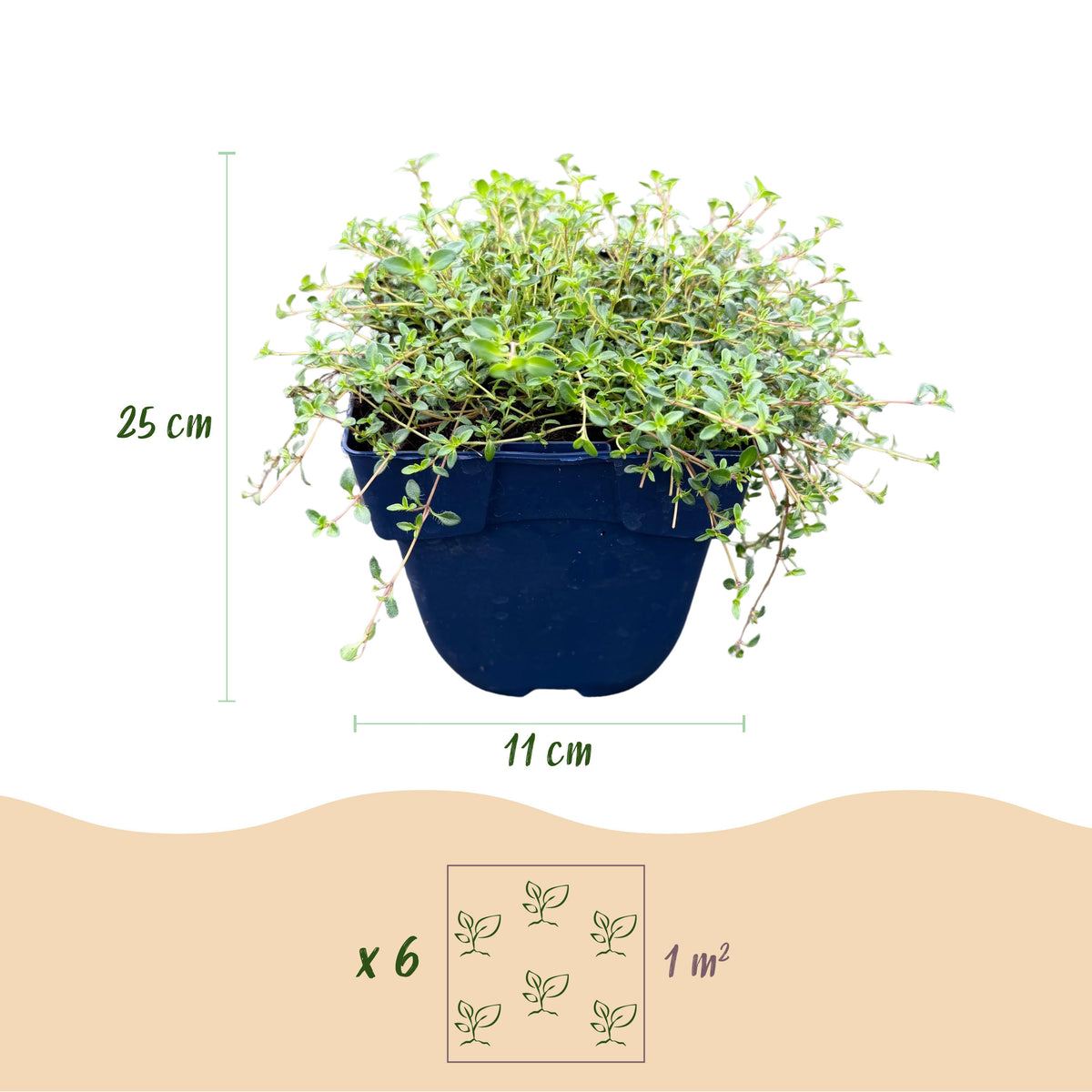 Kriech-Thymian 'Minor' – Rosa – Topf Ø11cm – Ansicht 3
