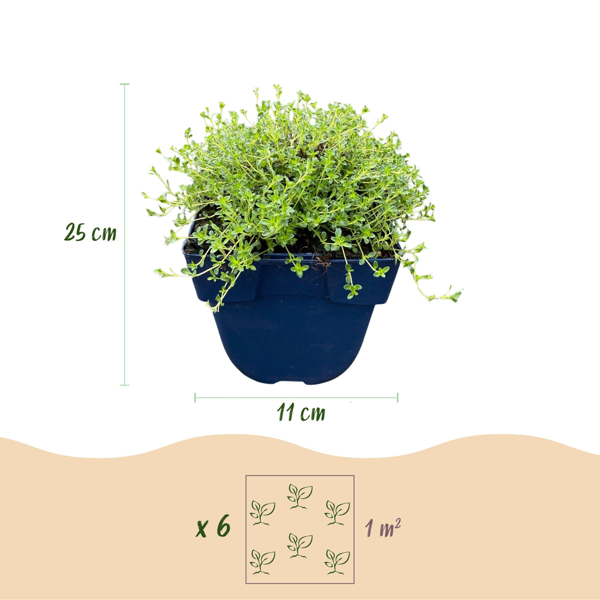 Kriech-Thymian 'Albiflorus' – Weiß – Topf Ø11cm – Ansicht 3