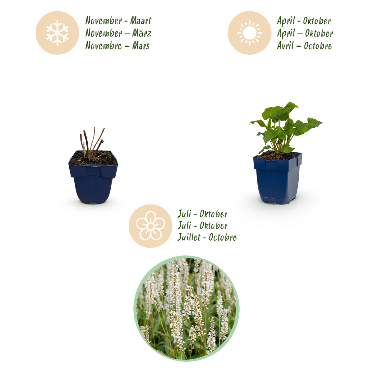Knöterich 'Persicaria ampl. Alba' – Weiß – Topf Ø11cm – Ansicht 3