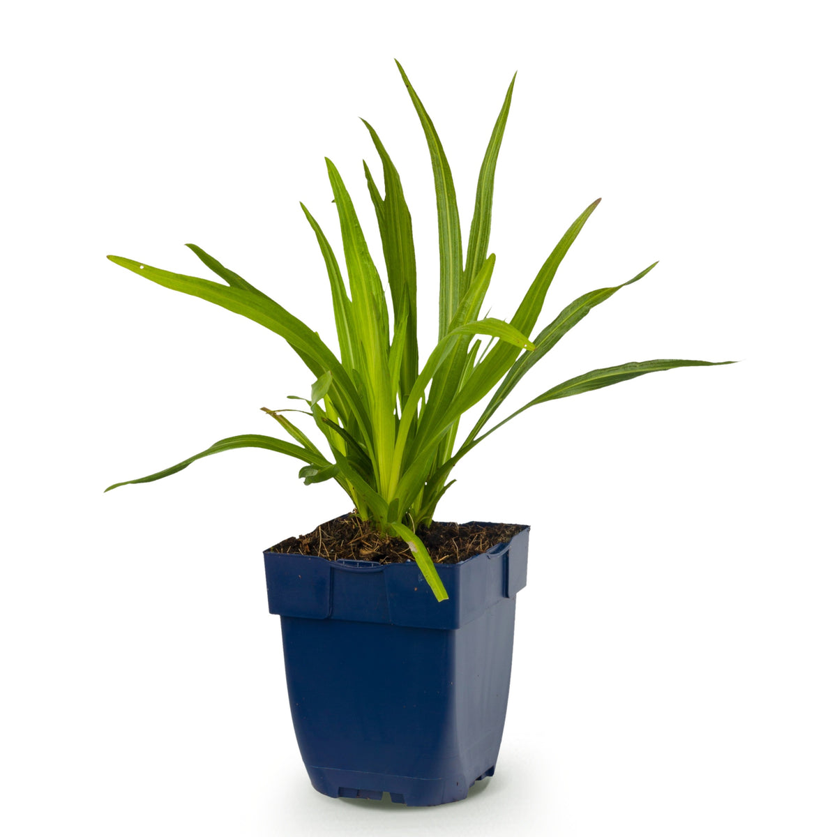 Liatris spicata – Lila – Topf Ø11cm – Ansicht 2