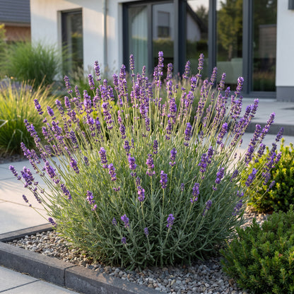 Lavendel 'Munstead' – Lila – Topf Ø11cm – Ansicht 6