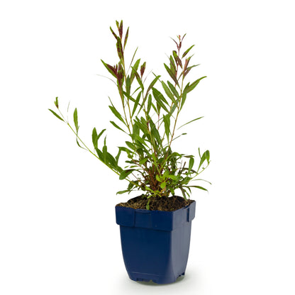 Prachtkerze 'Rosyjane' – Gaura lindheimeri – Rosa – Topf Ø11cm – Ansicht 2