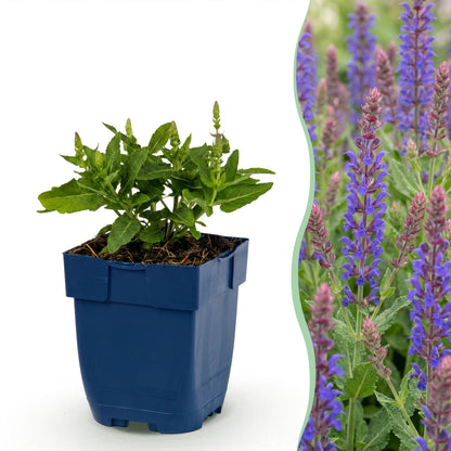 Salbei 'Sensation Deep Blue' – Violett – Topf Ø11cm