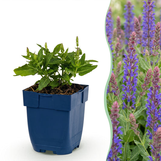 Salbei 'Sensation Deep Blue' – Violett – Topf Ø11cm