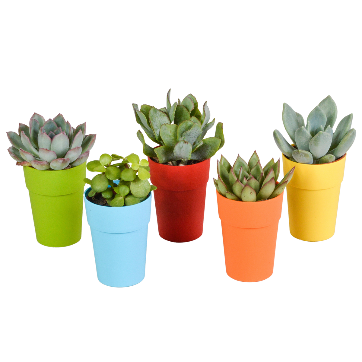 Sukkulenten-Mix 5 Pflanzen – Kunststofftopf Ø5,5cm – Ansicht 9