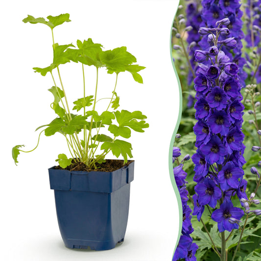 Rittersporn 'Delphinium Black Knight' – Lila – Topf Ø11cm
