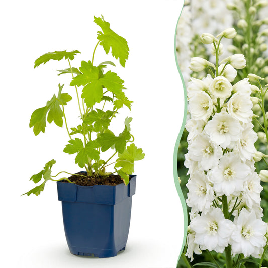 Rittersporn 'Galahad' – Delphinium – Weiß – Topf Ø11cm