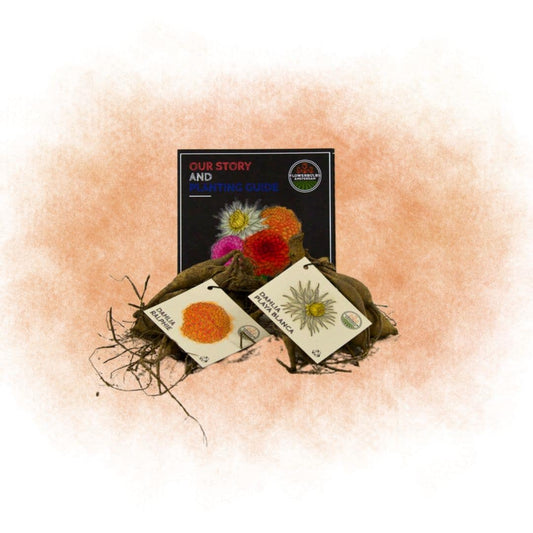 Dahlien-Mix 'Orange Pride' – Playa Blanca & Ralphie, 24 Knollen – Ansicht 2