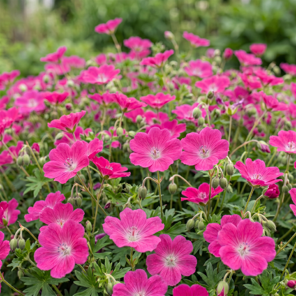 Storchschnabel 'Max Frei' – Rosa – Topf Ø11cm – Ansicht 5