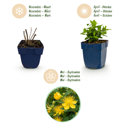 Johanniskraut 'Hypericum calycinum' – Gelb – Topf Ø11cm – Ansicht 4