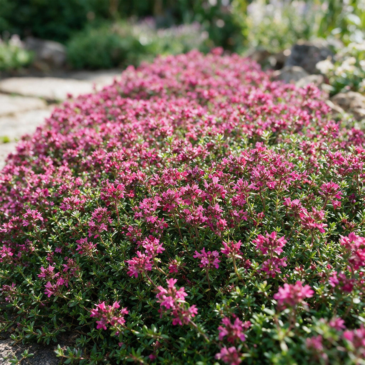 Kriechthymian 'Red Carpet' – Duftend, Rot-Rosa – Topf Ø11cm – Ansicht 5