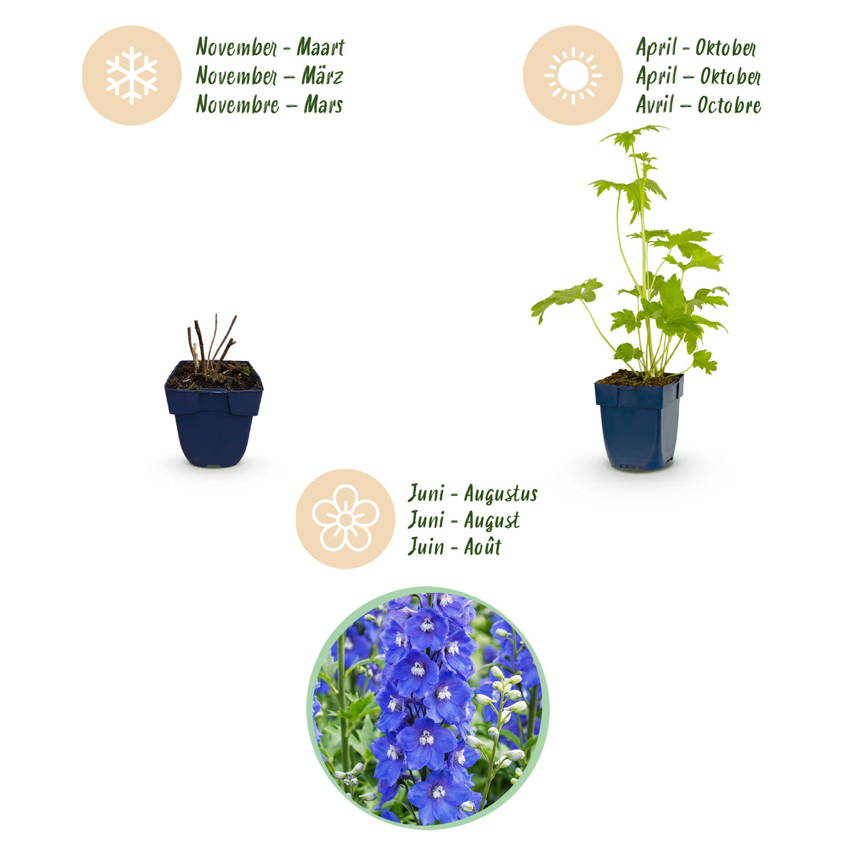 Rittersporn 'Blue Bird' – Delphinium – Blau – Topf Ø11cm – Ansicht 4