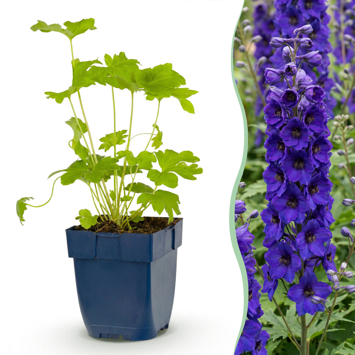 Rittersporn 'Black Knight' – Delphinium – Lila – Topf Ø11cm