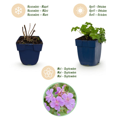 Storchschnabel 'Cambridge' – Geranium – Hellrosa – Topf Ø11cm – Ansicht 4