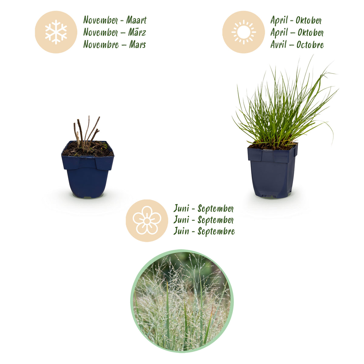 Rutenhirse 'Northwind' – Panicum virgatum – Topf Ø11cm – Ansicht 4