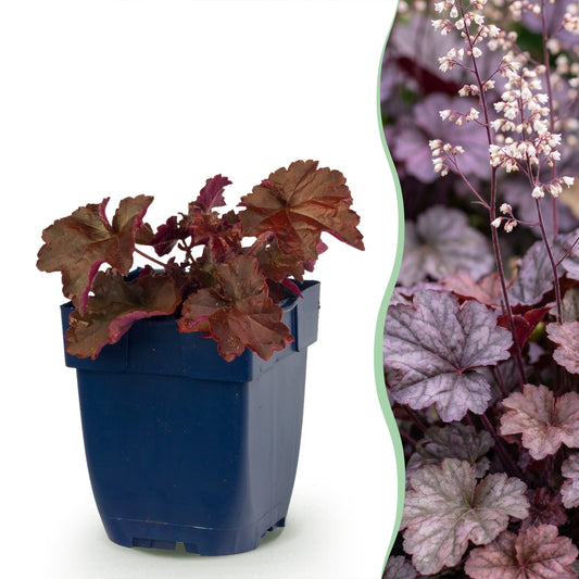 Purpurglöckchen 'Palace Purple' – Lila – Topf Ø11cm
