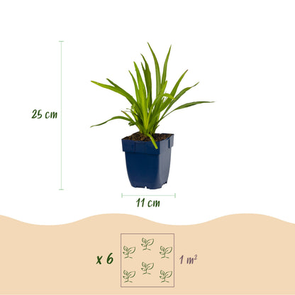 Liatris spicata – Lila – Topf Ø11cm – Ansicht 3