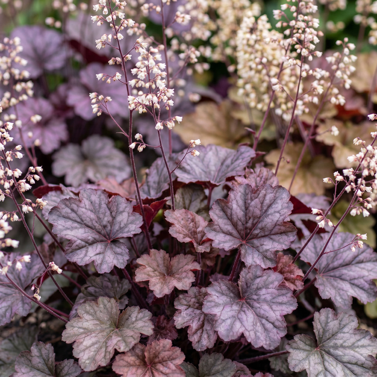 Purpurglöckchen 'Palace Purple' – Lila – Topf Ø11cm – Ansicht 5