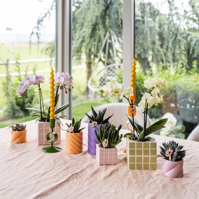 Sukkulente 'Haworthia Royal Highness' – Grün – Topf Ø9cm – Ansicht 3
