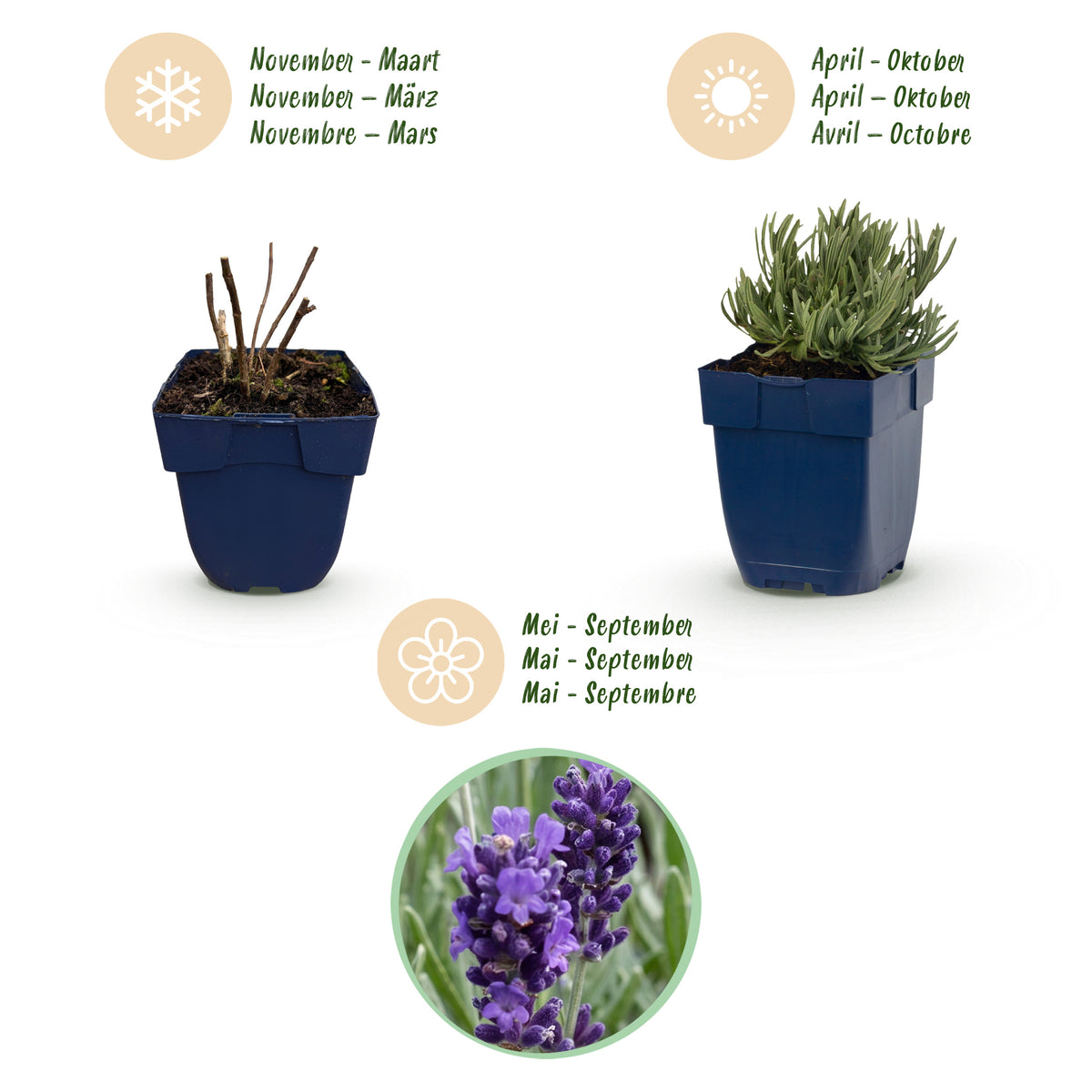Lavendel 'Munstead' – Lila – Topf Ø11cm – Ansicht 4