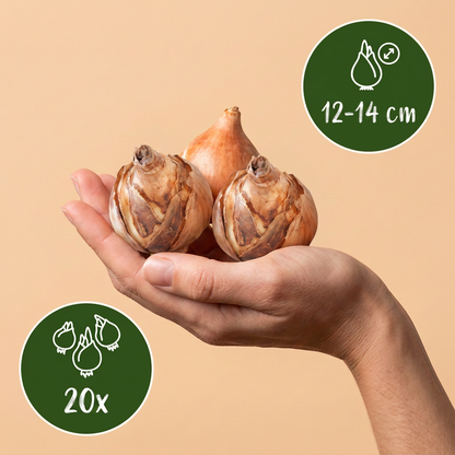 Dichternarzisse 'Recurvus' – Weiß – Zwiebelgröße 12/14 – Ansicht 3