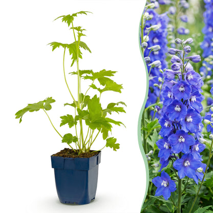 Rittersporn 'Delphinium Blue Bird' – Blau – Topf Ø11cm