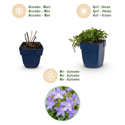 Hängepolster-Glockenblume 'Stella' – Lila – Topf Ø11cm – Ansicht 4